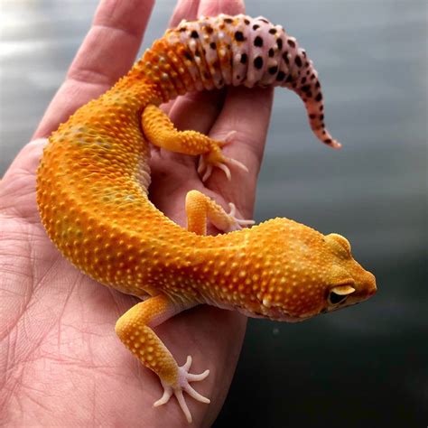 leopard geckos for sale in the world.